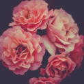 flovers